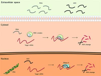 Antisense Oligonucleotide: Basic Concepts and Therapeutic Application in Inflammatory Bowel Disease